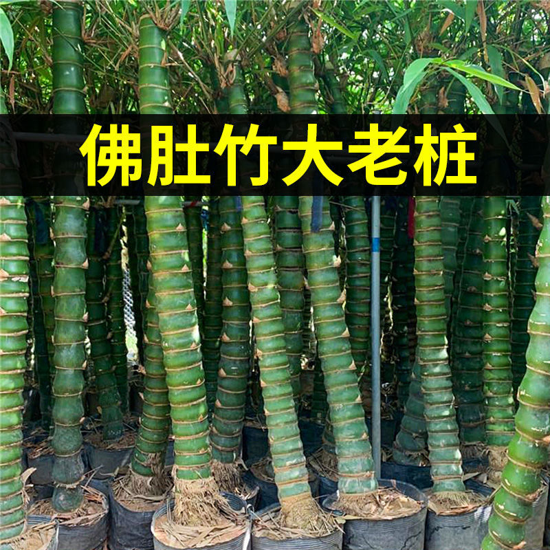 粗壮罗汉竹生桩佛肚竹老桩盆景四季常青植物盆栽庭院地栽竹子绿植