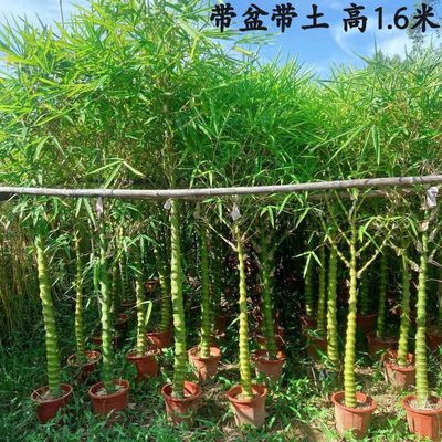 盆景大竹子粗壮佛肚竹老桩盆景罗汉竹大老桩四季常青庭院假山地栽