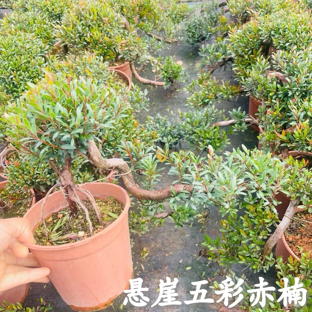 【五彩赤楠】悬崖小叶红芽五彩赤楠矮霸老桩游龙造型盆景开花结果