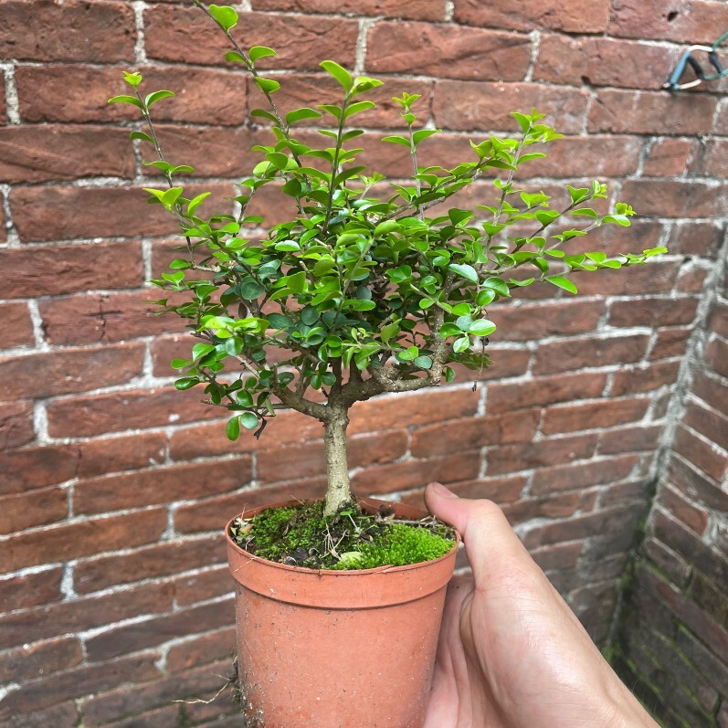 开花结果小叶福建茶小盆栽稀有品种海南香兰开花浓香花园庭院植物