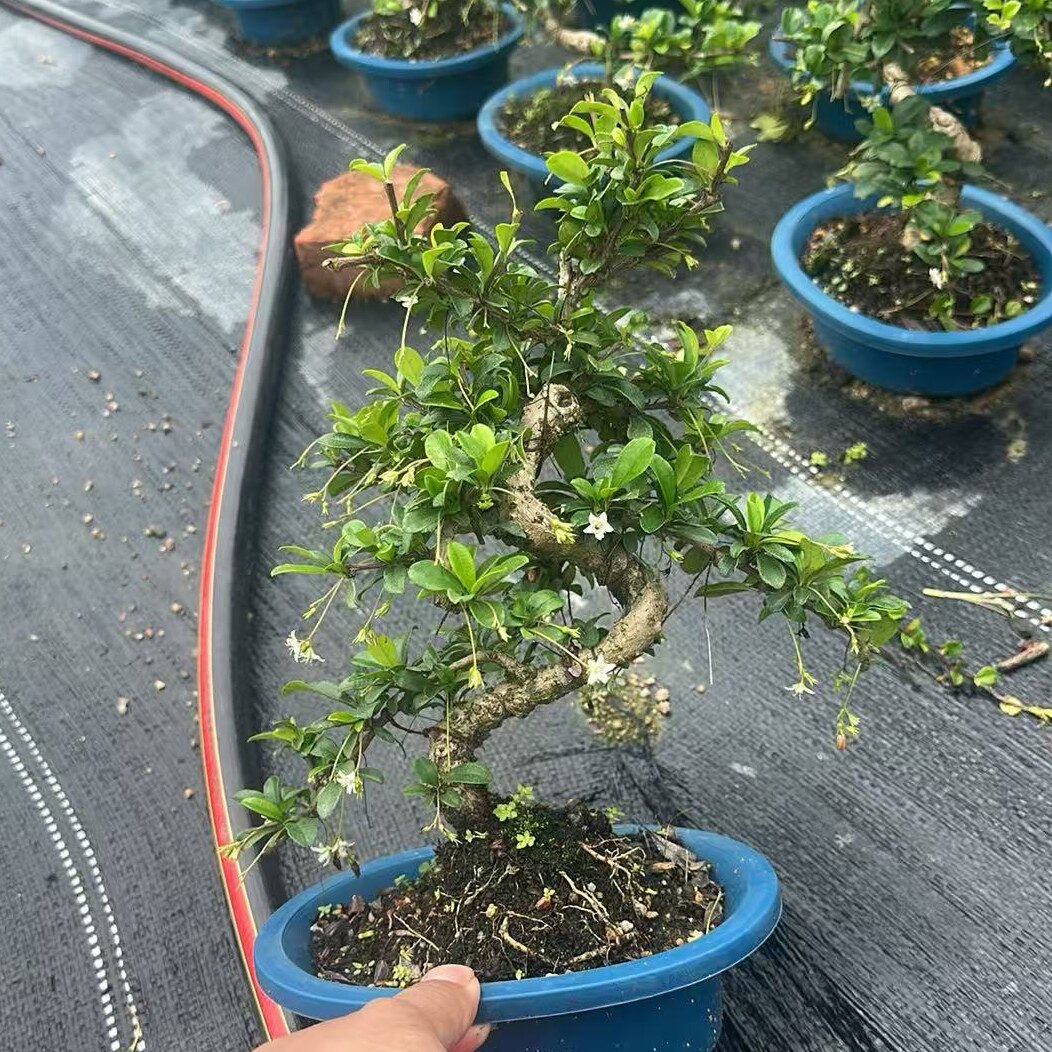 精品小叶福建茶开花结果矮桩盆景室内庭院假山造景球形绿植小盆栽
