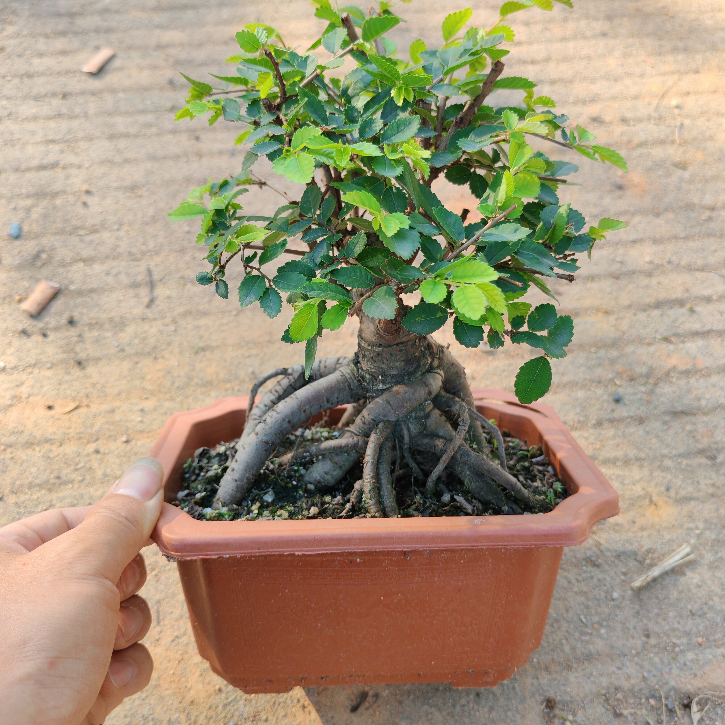 提根矮霸小叶榆树盆景精品绿植盆栽小叶榔榆精华空气榆木造型盆景