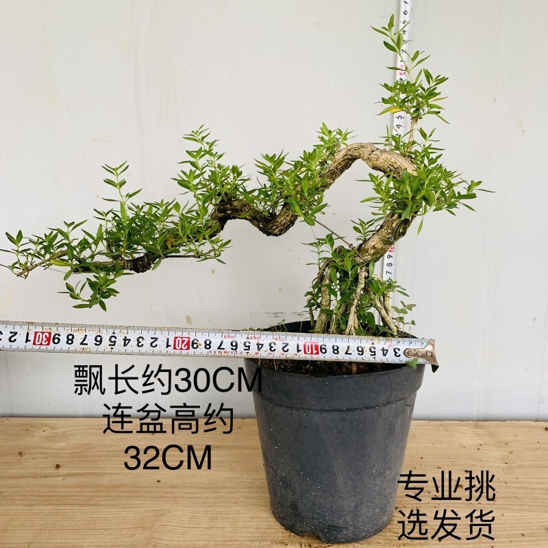 高提根临水六月雪重瓣老桩精美飘枝盆景怪桩悬崖造型假山附石盆景