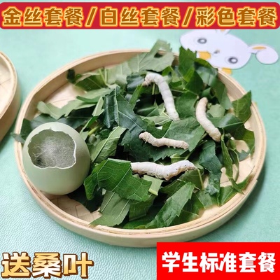 天然金丝白丝蚕宝宝小学生养蚕套装蚕卵饲养盒全套工具1235龄桑叶