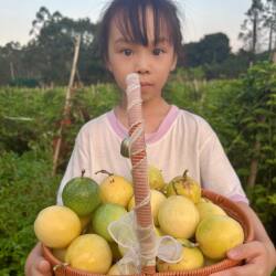 小糖家 福建漳州钦蜜9号酸甜正宗黄金百香果鸡蛋果应季果产地直发