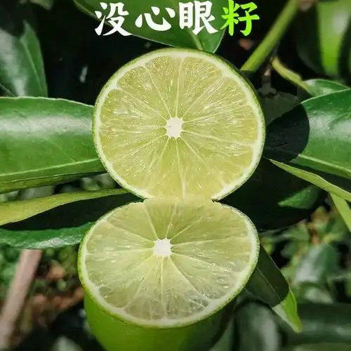 小糖家无籽塔希提柠檬新鲜青柠檬商用二级果应当季水果奶茶店专用