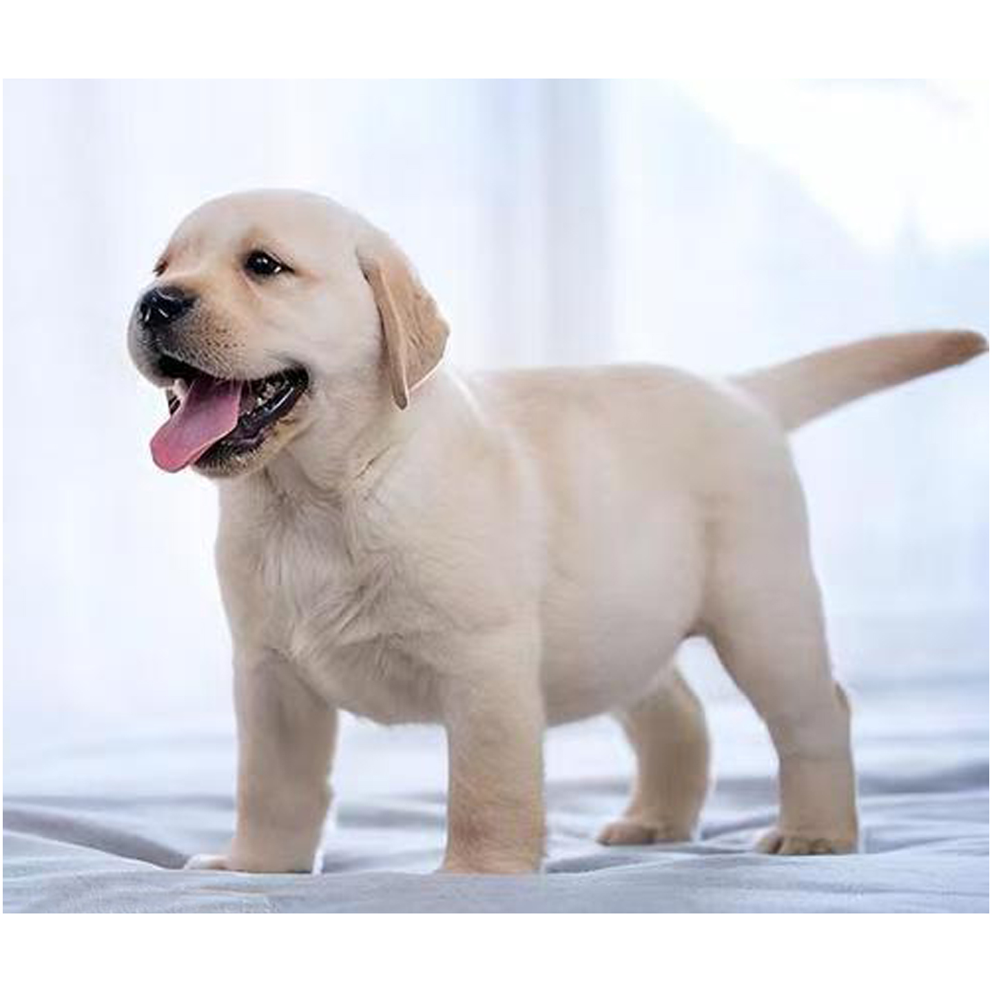 [货到付款]拉布拉多幼犬纯种