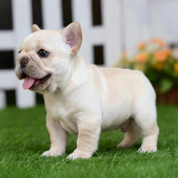 纯种法斗幼犬活体小型长不大奶油色法国斗牛犬黑牛蓝牛法斗宠物狗