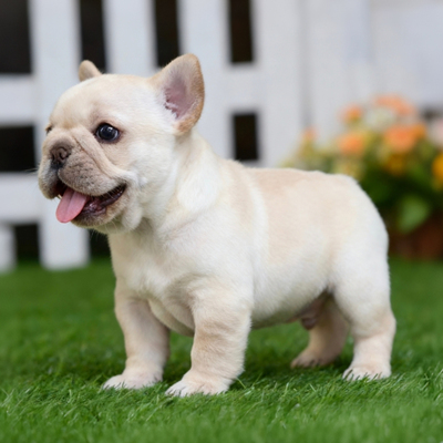 [货到付款]法斗幼犬斗牛犬蓝牛