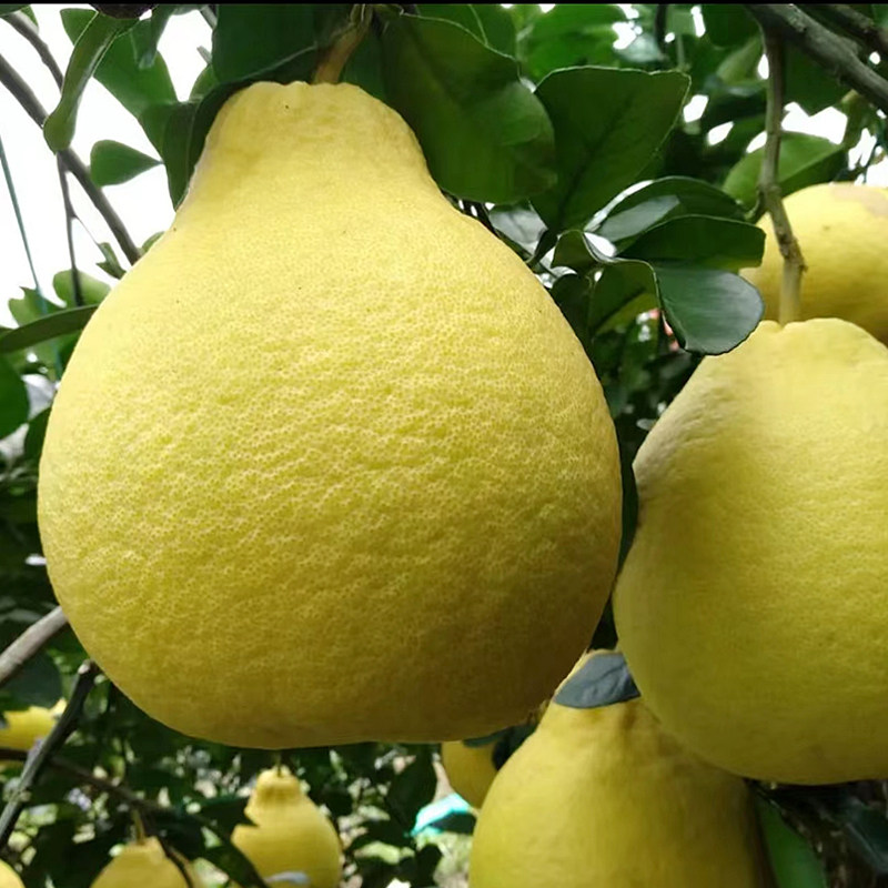 广西正宗容县沙田柚子新鲜水果白心纯甜现摘现发当季12斤包邮蜜柚