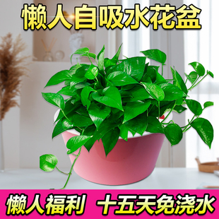 懒人自动吸水花盆绿萝大花盆花卉绿植室内养花水培大号加厚花盆