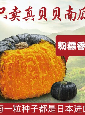 大叔的田粉贝贝南瓜板栗味新鲜果蔬菜日本老瓜粉糯甜农家5斤包邮