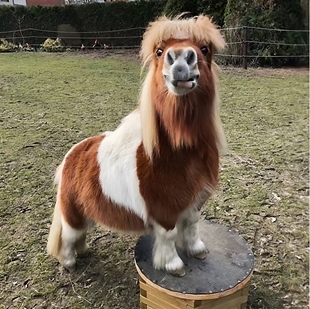 宠物马进口舍特兰小矮马儿童户外骑乘马匹德保矮马迷你小型马活体