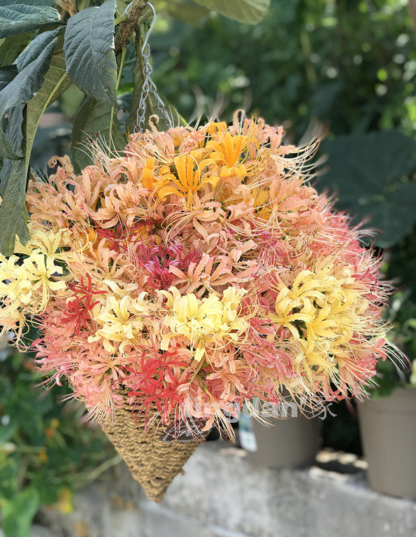 38元包邮杂交石蒜花 稻草石蒜重瓣石蒜长筒裸球发 自行保存好图片