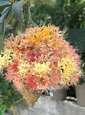 石蒜花杂交包邮长筒节假日石蒜花