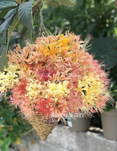 石蒜花杂交包邮长筒节假日石蒜花