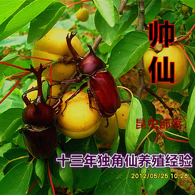 【独角仙成虫现货】爬宠宠物 活体 甲虫昆虫好养成虫送说明书易活