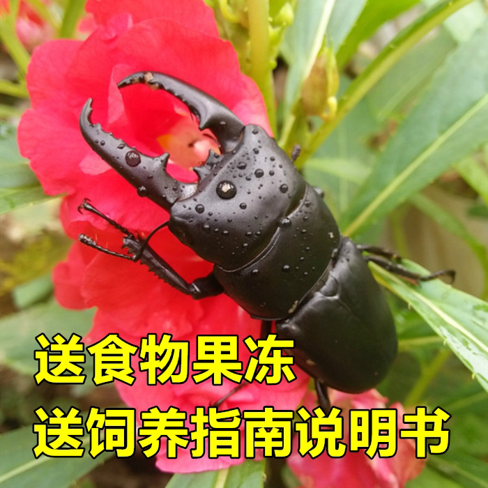 【新品】中华大扁锹甲独角仙甲虫昆虫宠物巨型爬宠送饲养指南好养