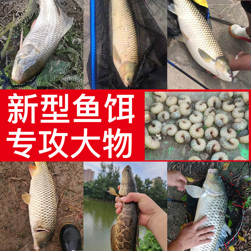 黑坑野战饵料鲶鱼黄辣丁