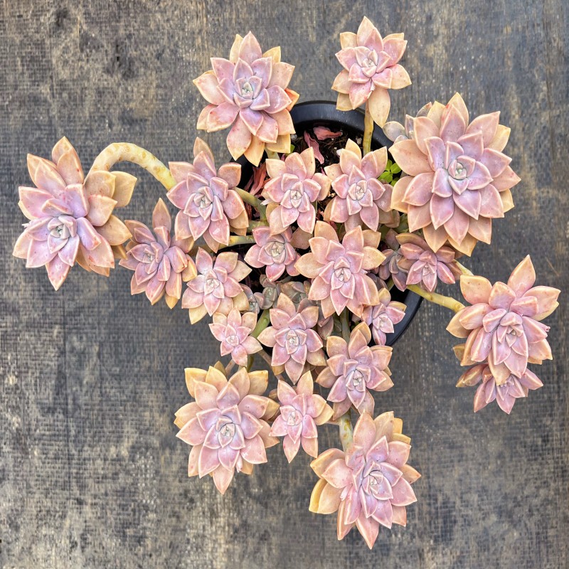 啊伦培精控晒养老桩多头整桩群生好养精品多肉植物云南露养新手