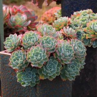 海啸多肉整桩大群生手捧多头多肉植物花卉新手好养盆栽清仓发货