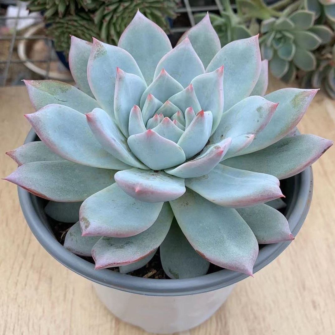 粉蓝鸟多肉植物莲花座老桩蓝粉厚叶蓝鸟办公室内新手绿植花卉盆栽