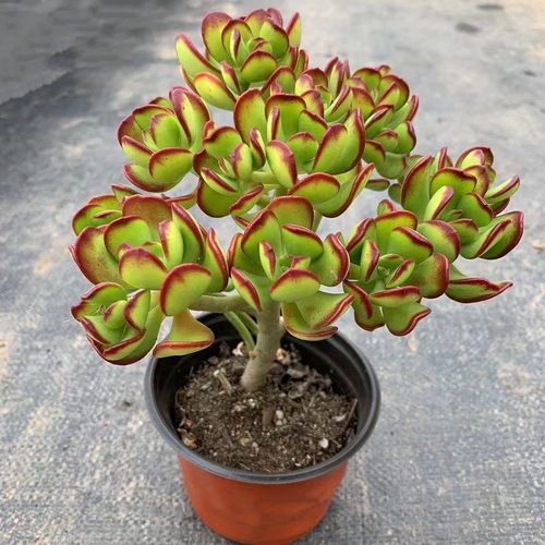 达摩宝珠玉树爆款多肉植物盆栽老桩皮实好养招财新手庭院阳台花卉