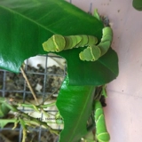 Цитрусовые бабочки Phoenix Live Butterfly Larvae баклажаны бабочки, гусеница, гусеничный шелкорный червя Гликоген шелкорный яиц