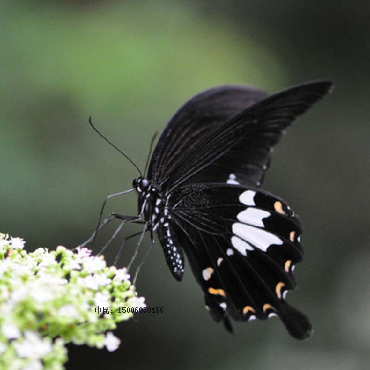 宽带凤蝶 活体 蝴蝶幼虫 蝴蝶卵 蝴蝶蛹 毛毛虫 蚕宝宝 糖宝 蚕卵