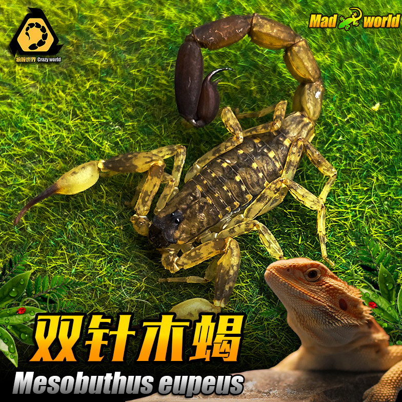 海南双针蝎 5厘米左右成体新手宠物蝎子活体雨林蝎国产经典送套装