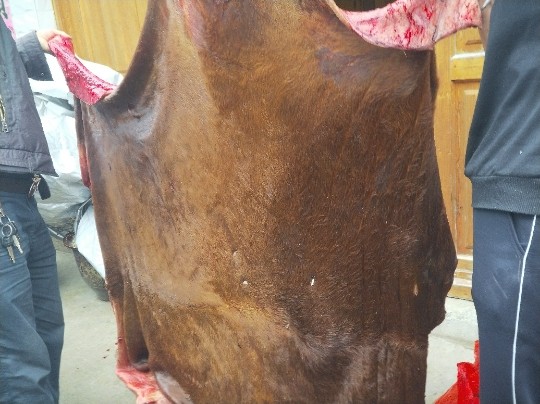 贵州农家散养黄牛牛皮新鲜整张生牛皮不处理带毛优质土黄牛牛皮