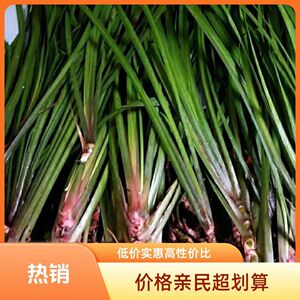 贵州野生新鲜三奈五香草山奈草盆栽牛羊肉香料增香去腥香草批发
