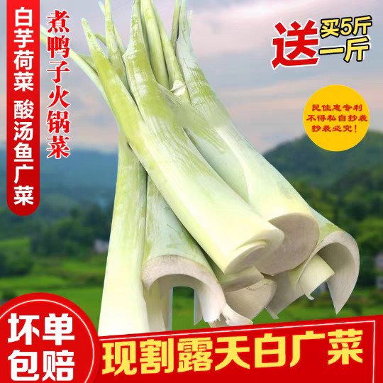 贵州特产广菜蔬菜现摘新鲜芋苗杆