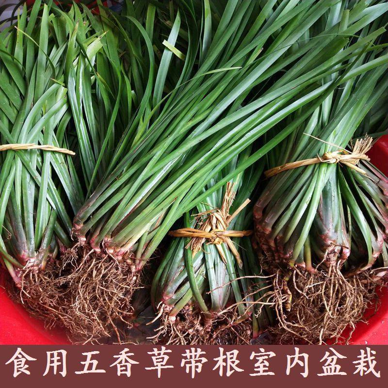 新鲜野生贵州贵州五香草