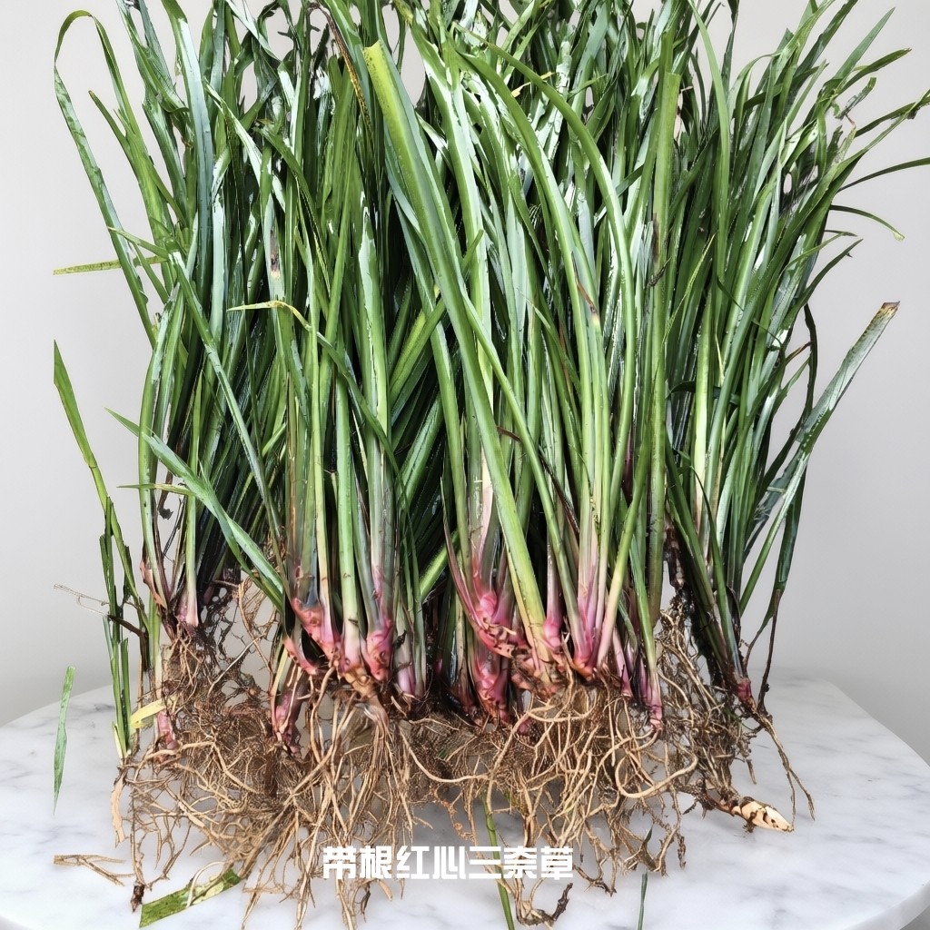 新鲜五香草鸡香草去腥可种植带根
