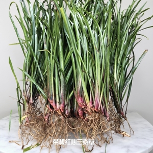 新鲜五香草鸡香草去腥可种植带根