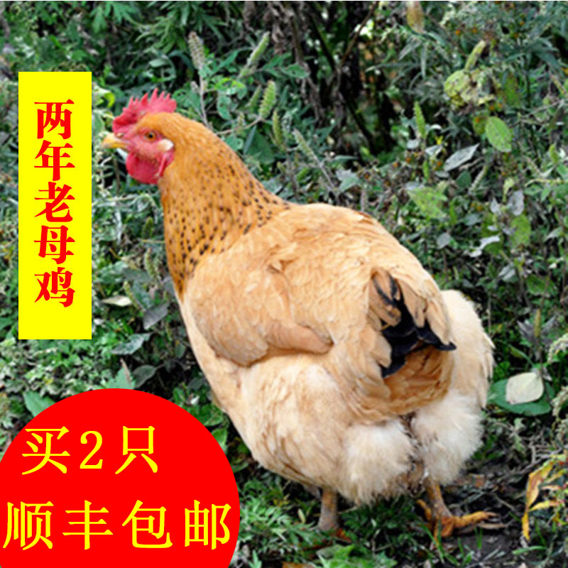 湖南正宗农村2年老母鸡土鸡农家草鸡新鲜生鸡肉现杀拍2只顺丰包邮