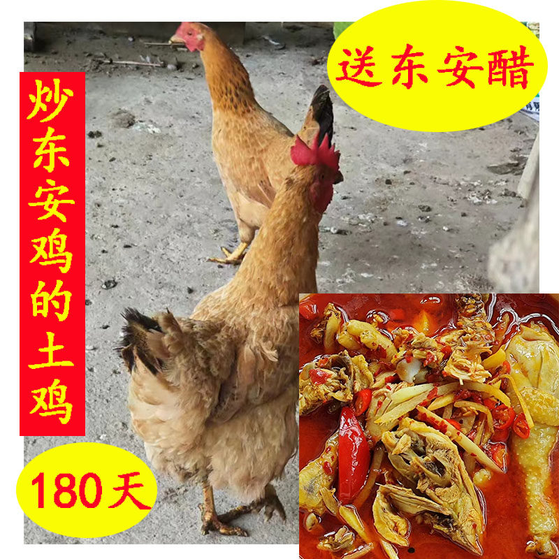 湖南永州东安鸡放养鸡农家180天土鸡新鲜生鸡肉现杀拍2只包邮,水产肉类/新鲜蔬果/熟食,整鸡/整鸡制品,淘宝优惠券,粉丝福利购,淘宝优惠卷