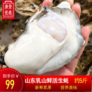 乳山特大号生蚝牡蛎5斤鲜活新鲜带壳生吃海蛎子海鲜 5斤活生蚝