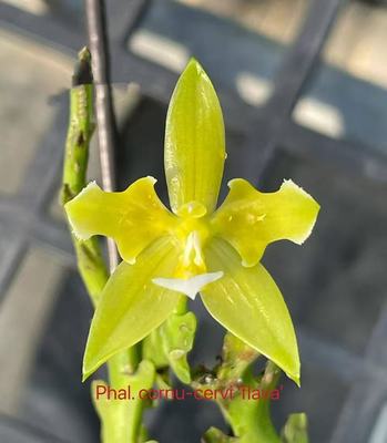 鹿角白变种 黄鹿角变种台湾蝴蝶兰 分生苗 2.5寸侏儒鹿角稀有苗