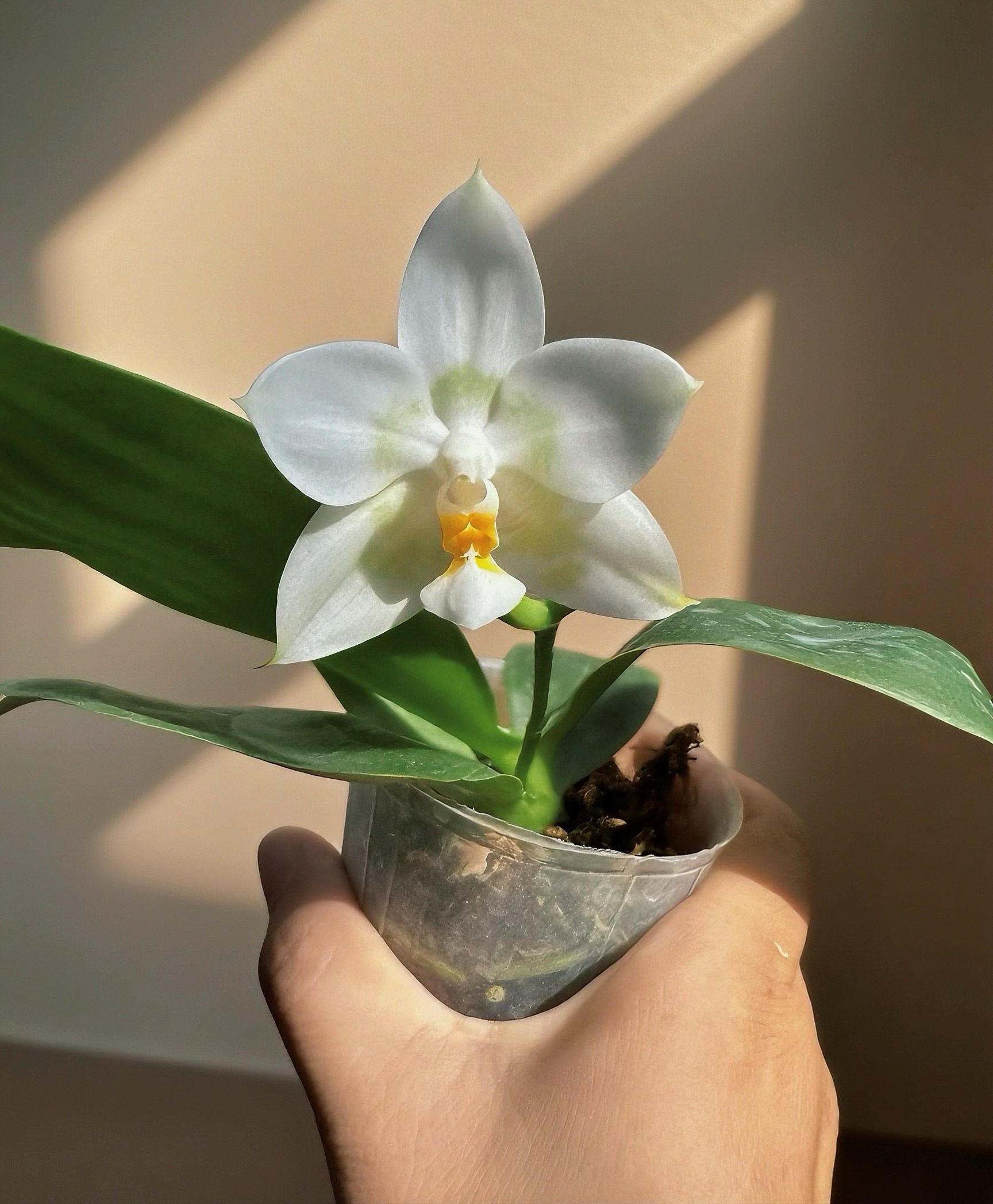 雅风兰园 蝴蝶兰新品 台湾蝴蝶兰分生苗 雅风莲花现货可挑选