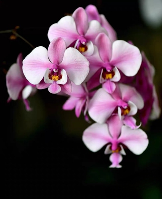 脉纹西 少女的发丝系列公主西雷利蝴蝶兰 CH164复古脉纹西雷利