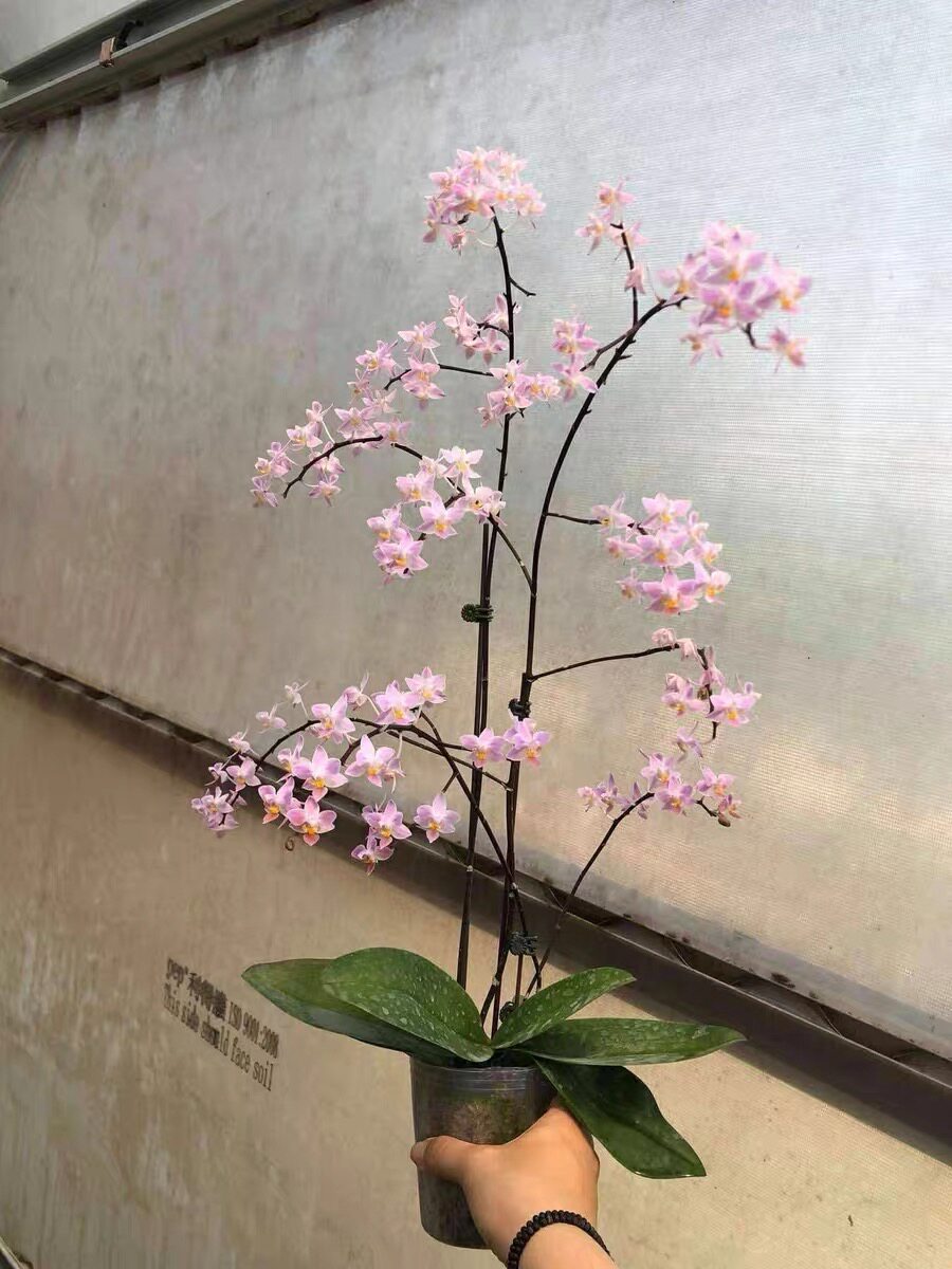 橘唇EQ蝴蝶兰 抽梗花苞苗 正宗台湾苗 丰花品种橘唇eq 松野eq相似