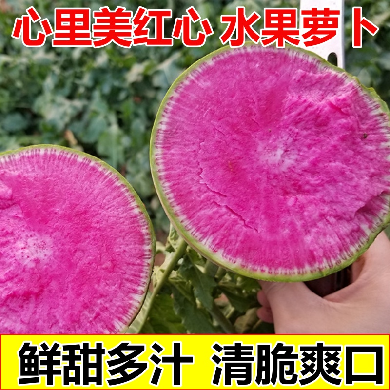 心里美红心水果萝卜新鲜生吃正宗山东萝卜满堂红泡菜心灵美水萝卜