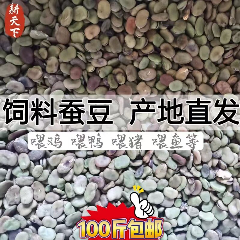 饲料蚕豆喂鱼批发生干豆子100斤