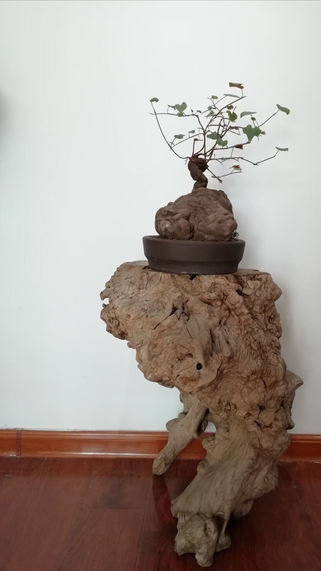 几十年的天然青檀癭木树根花几