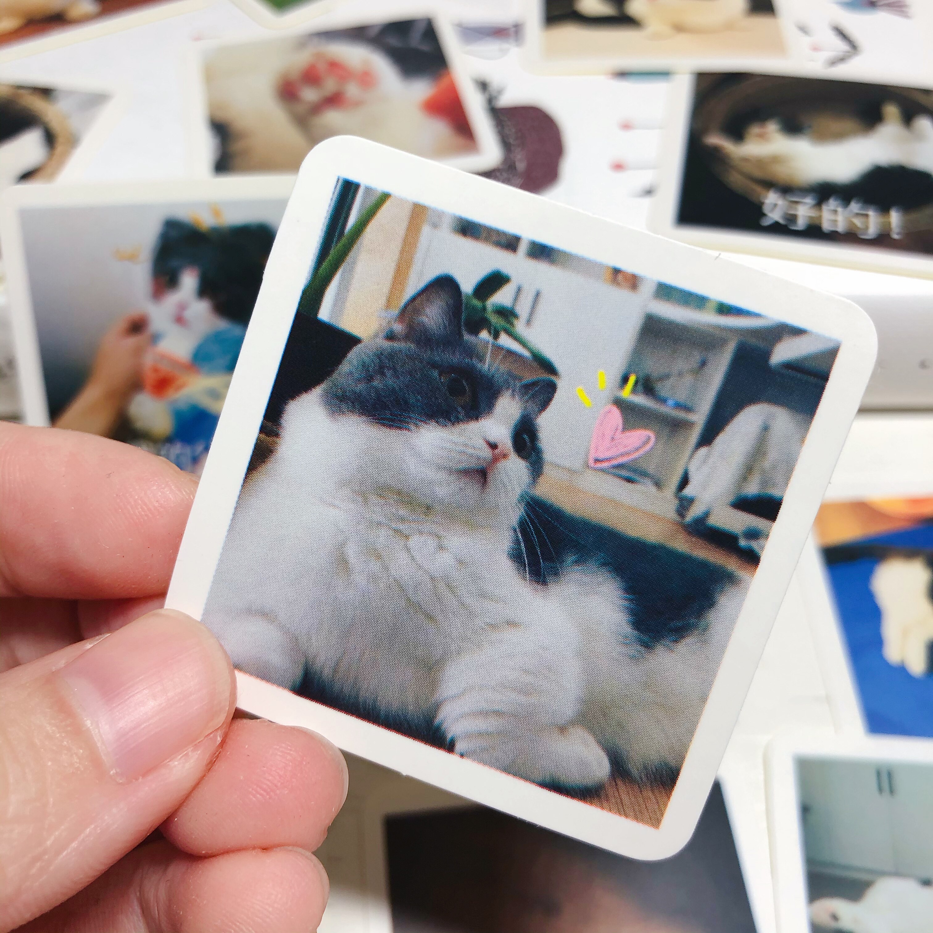 博君一肖周边肖战坚果手帐贴纸方形贴手机电脑行李箱装饰diy贴画