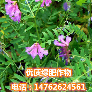 果园绿肥种子光叶紫花苕长柔毛野豌豆毛苕子养蜂蜜源牧草种子
