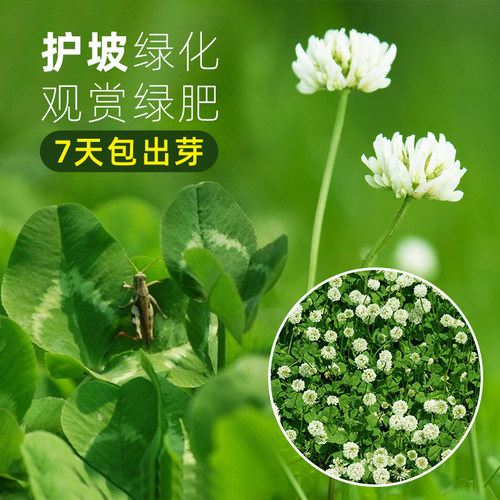 三叶草种子苕子净籽四季常青草坪种绿化多年生耐寒开花观赏花种子 - 封面