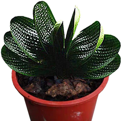 长春君子兰精品小苗宽叶短叶麻脸黑金麻王